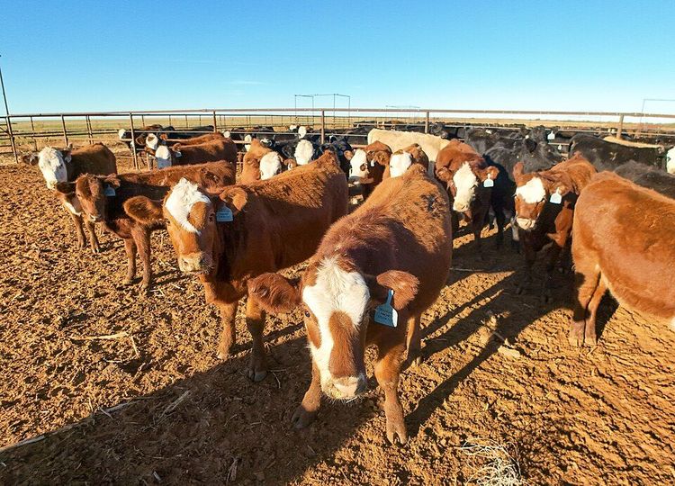 Beef cattle in a feedlot in New Mexico
