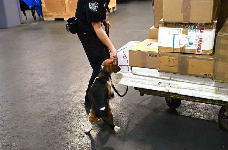 U.S. Customs and Border Protection (CBP) Office of Field Operations K9 Handlers inspects international arriving mail at John. F. Kennedy International Airport in Queens, NY.