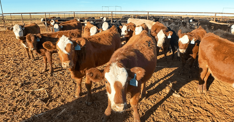 Beef cattle in a feedlot in New Mexico