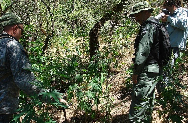 An illegal marijuana grow site in Shasta-Trinity National Forest