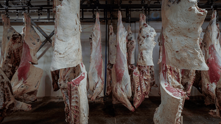 DOJ Launches Antitrust Probe into Meatpacking Companies Over Alleged Price Fixing and Collusion
